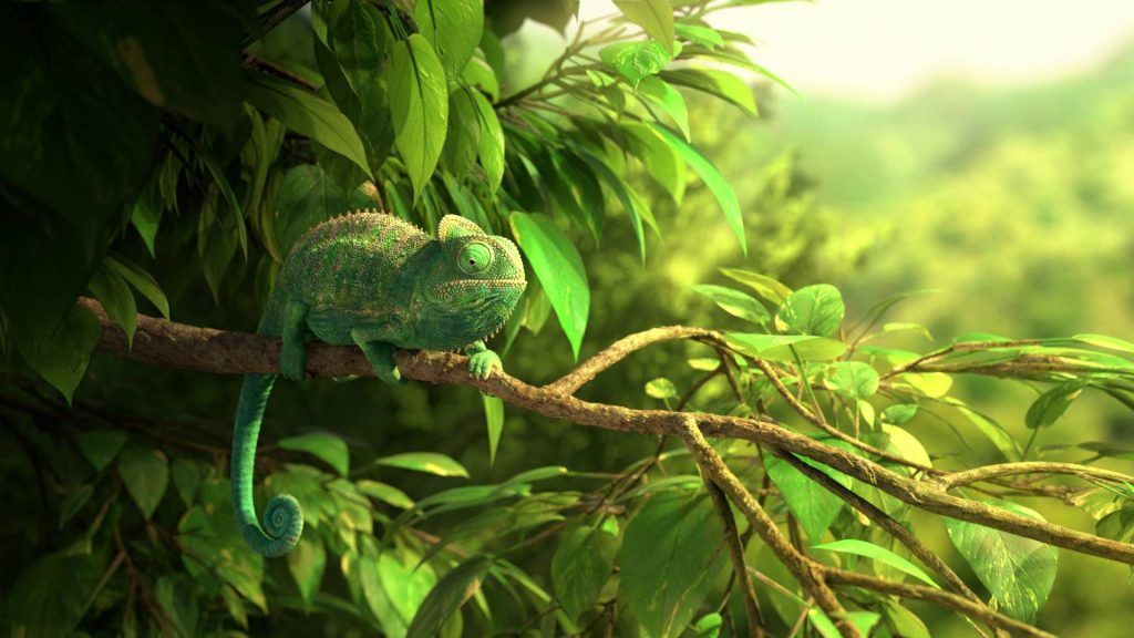 animacion el camaleon comun -humor